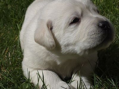 akc English lab