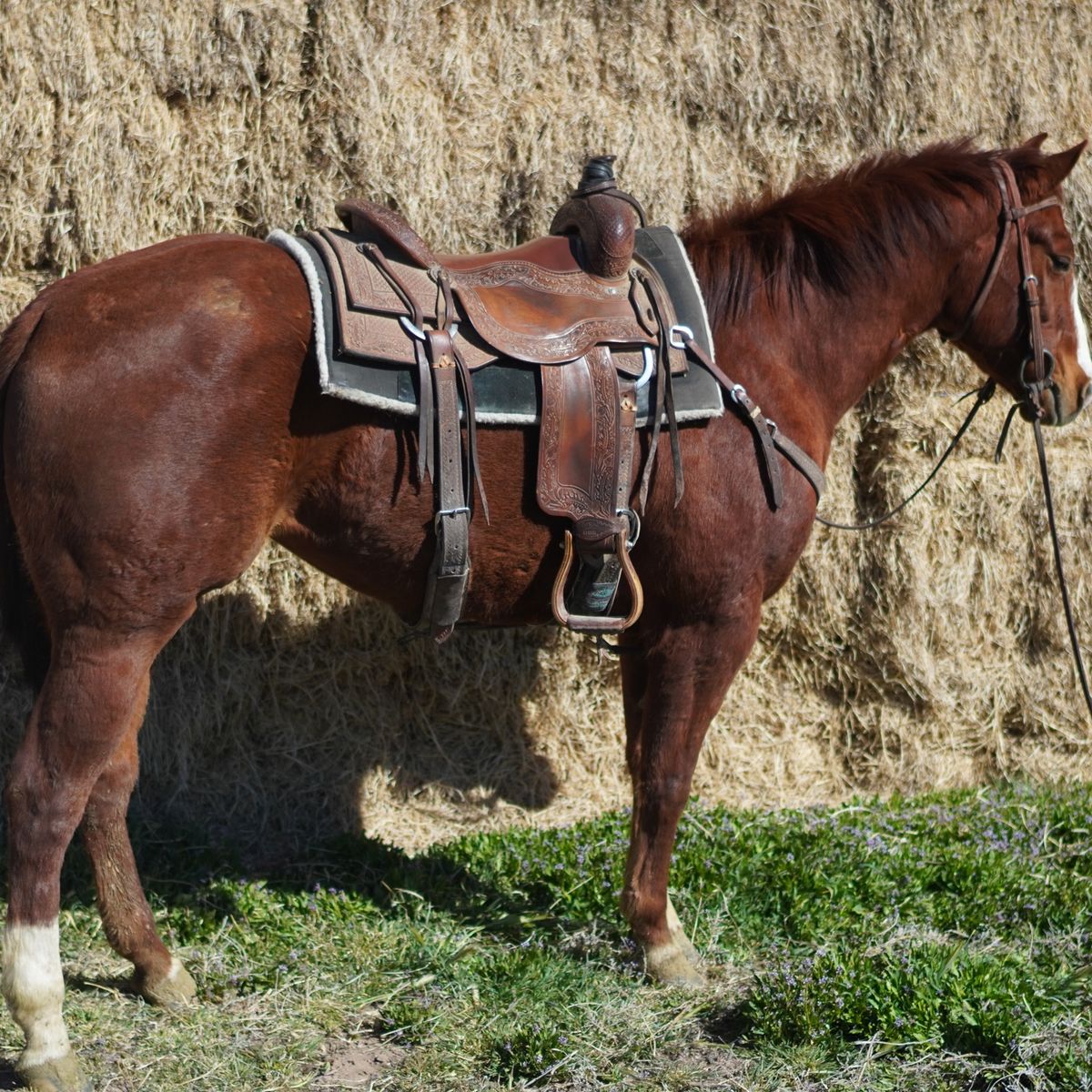 3 Year Old Mp Jet To The Sun Mare