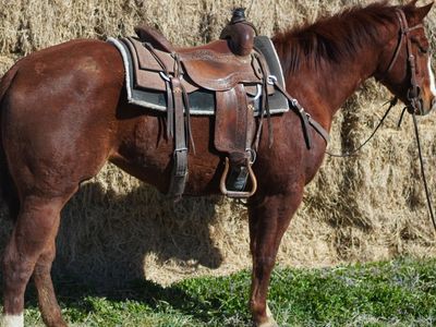 3 Year Old Mp Jet To The Sun Mare