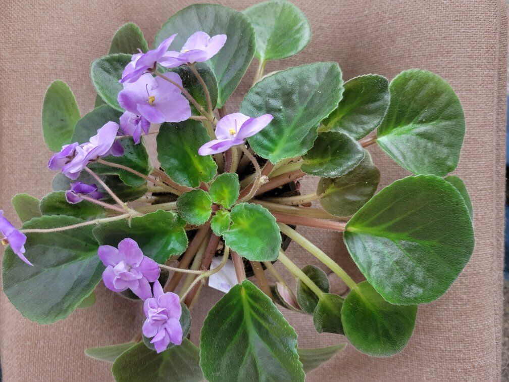Gorgeous African Violet