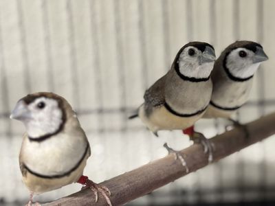 Owl Finches