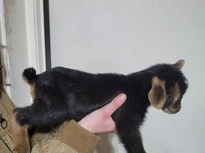 Bottle Babies (Doelings and Bucklings)