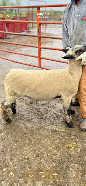 Yearling Hampshire Club Ram