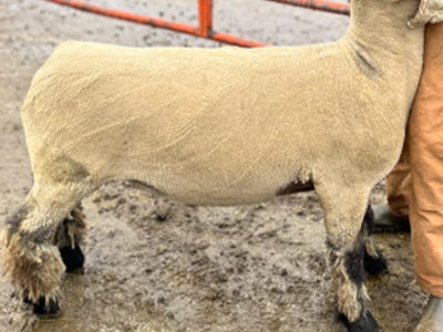 Yearling Hampshire Club Ram