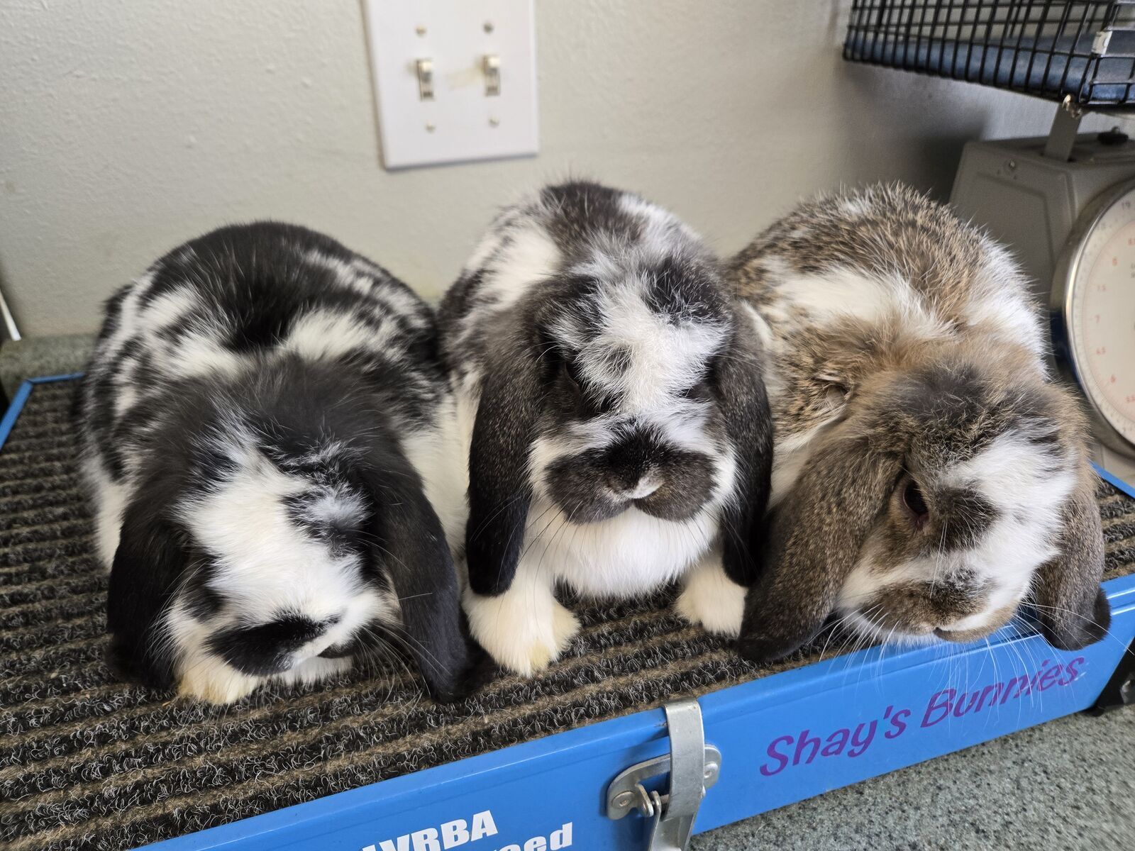 2 purebred Mini Lop boys