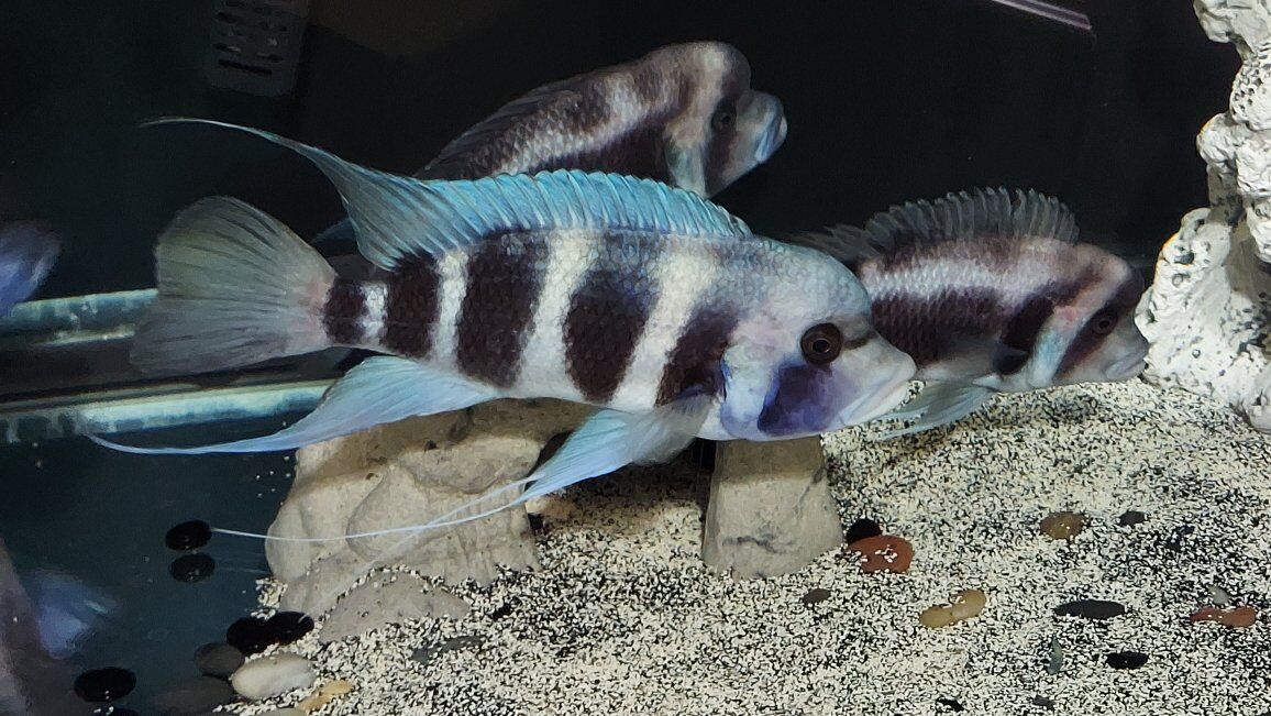 Frontosa for sale in Lehi