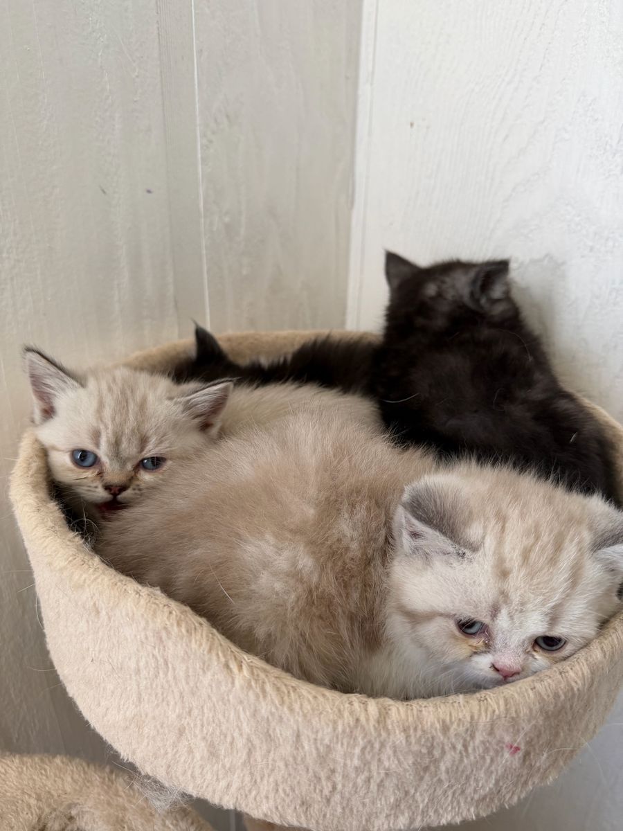 Persian mix kittens