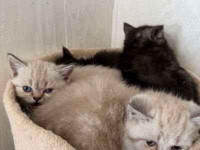 Persian mix kittens