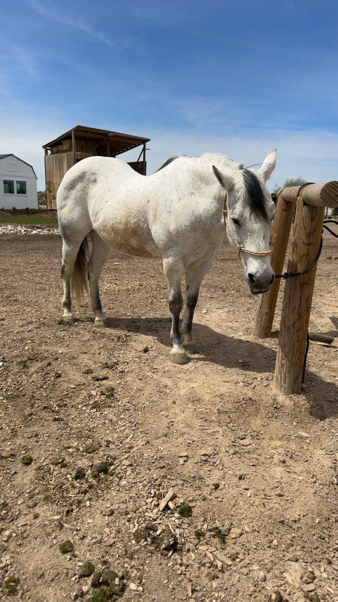 Kid safe mare NEED GONE