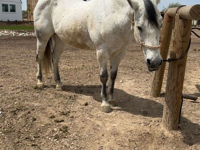 Kid safe mare NEED GONE