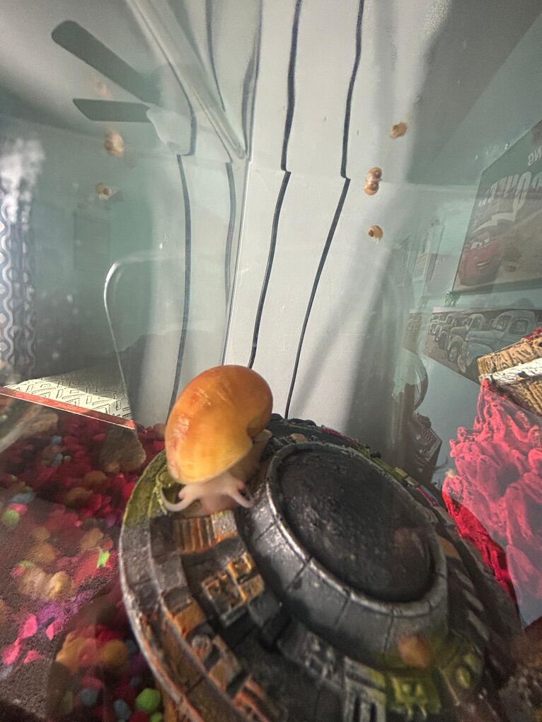 Acuarium Snails
