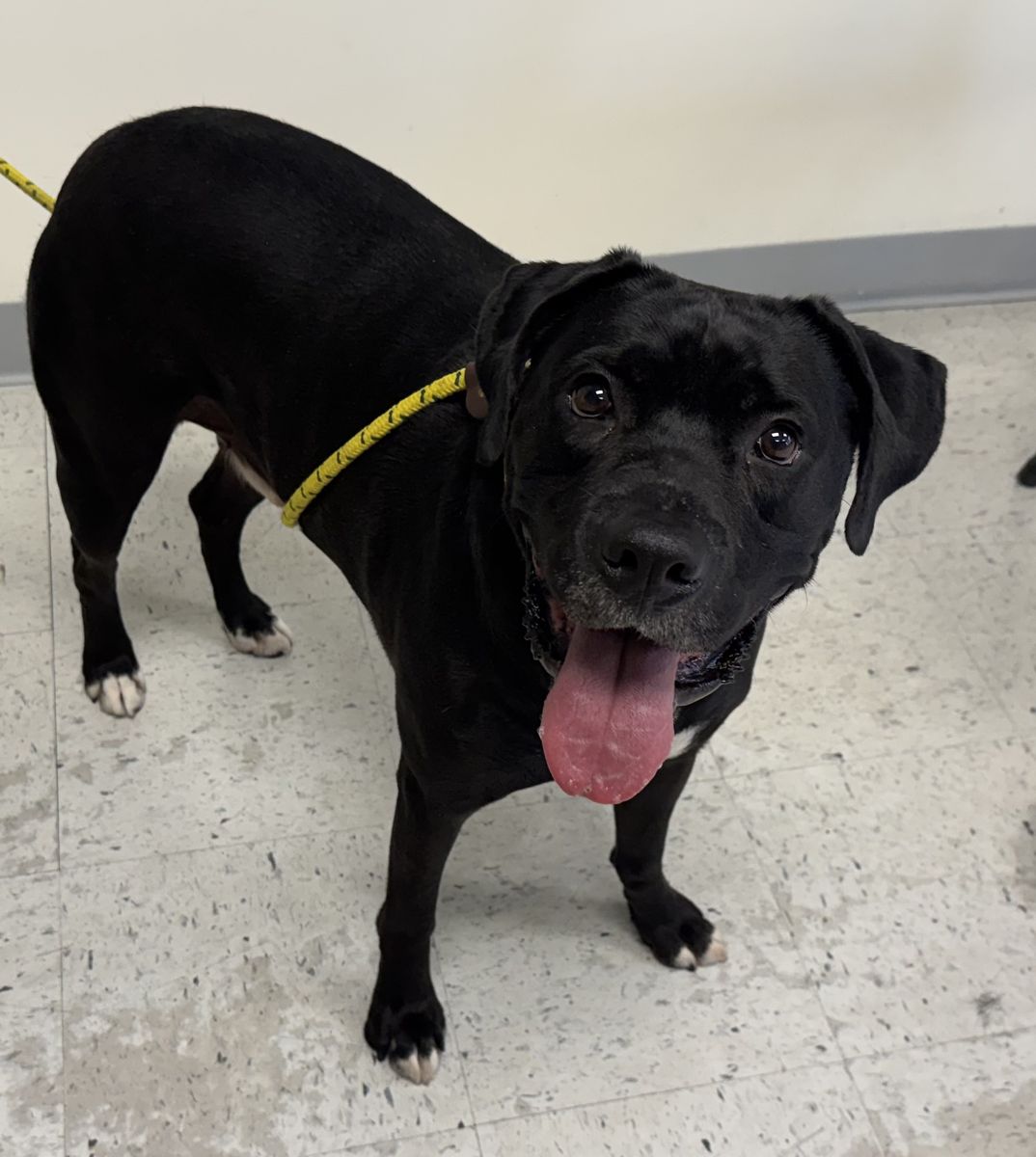 Available for Adoption! A129445 Melon