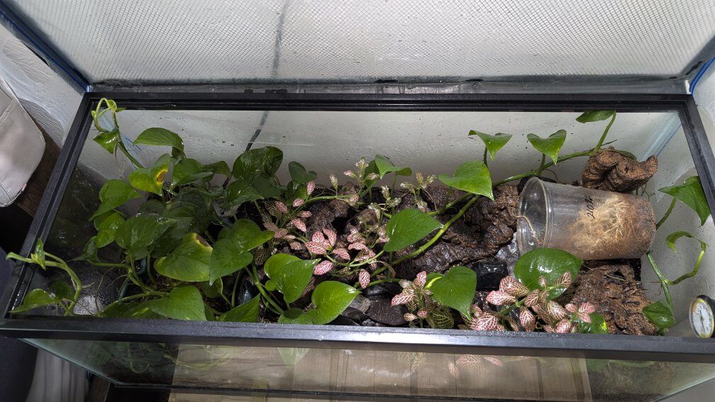 Dart Frog w/ enclosure
