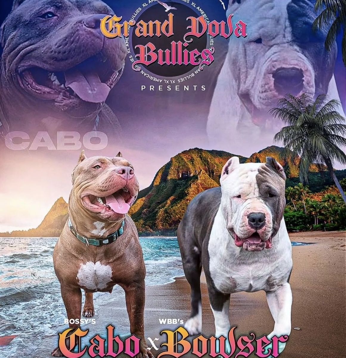 Bully XL puppies