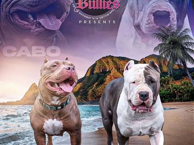 Bully XL puppies
