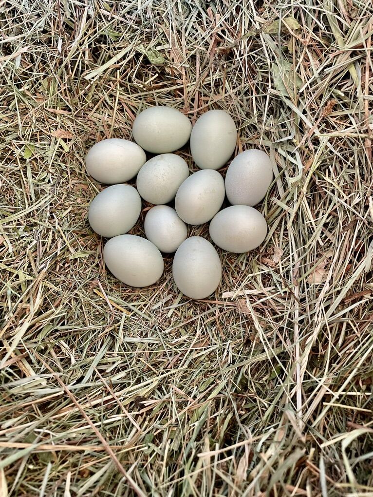 Schijndelaar Hatching Eggs