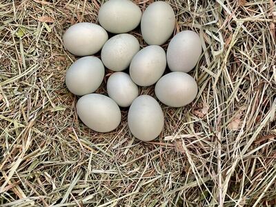 Schijndelaar Hatching Eggs