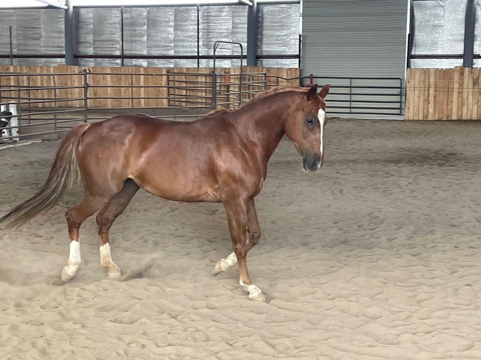 2014 AQHA Mare, Ranch Sorting and Team Penning dream