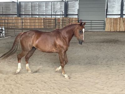 2014 AQHA Mare, Ranch Sorting and Team Penning dream