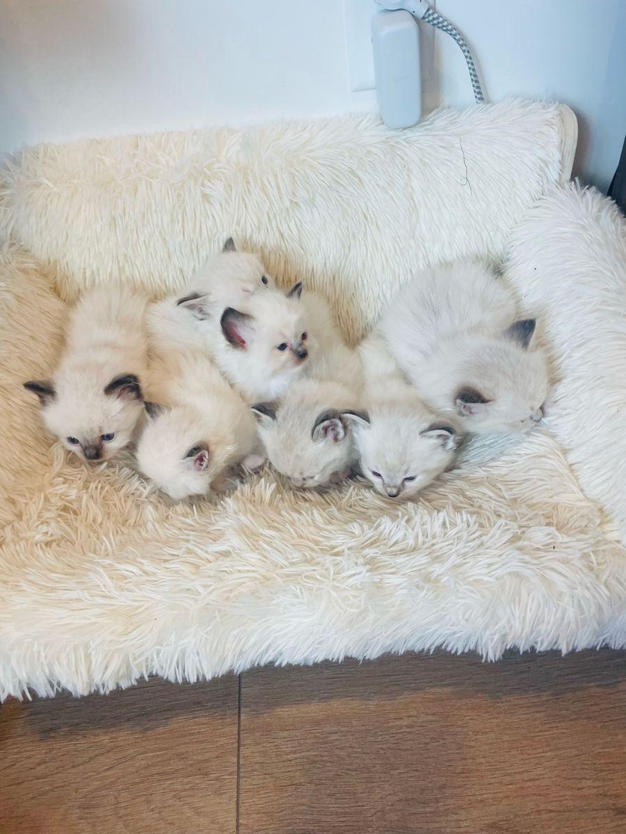 **TICA registered Ragdoll kittens**