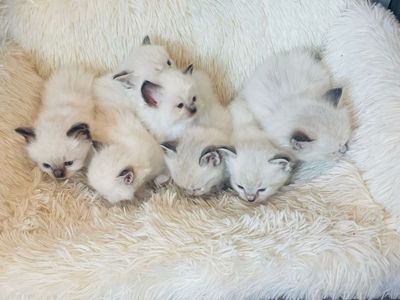 **TICA registered Ragdoll kittens**
