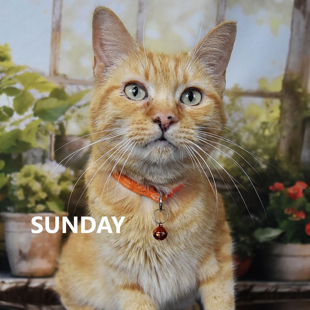 Hello my name is Sunday