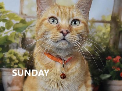 Hello my name is Sunday