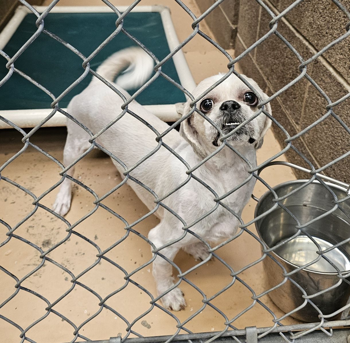 Chip, 3 year old Lhasa Apso
