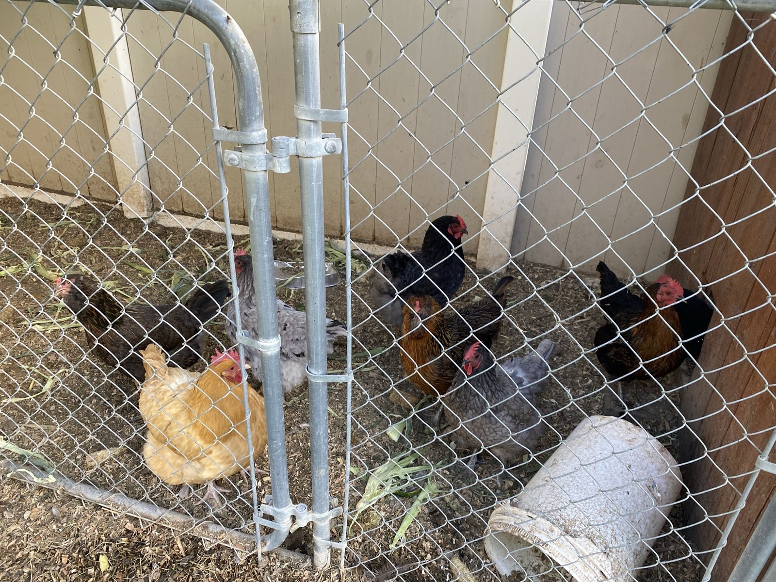 Laying Hens (3 Years Old) - Various Breeds