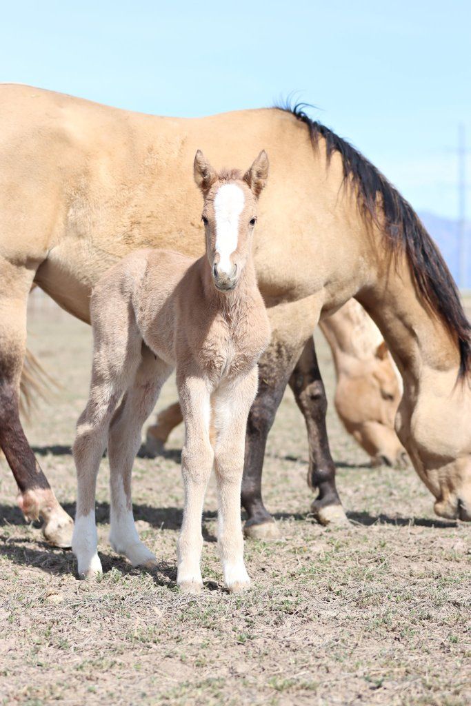 Gypsy vanner X Quarter horse