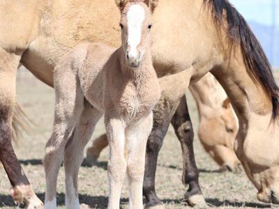 Gypsy vanner X Quarter horse