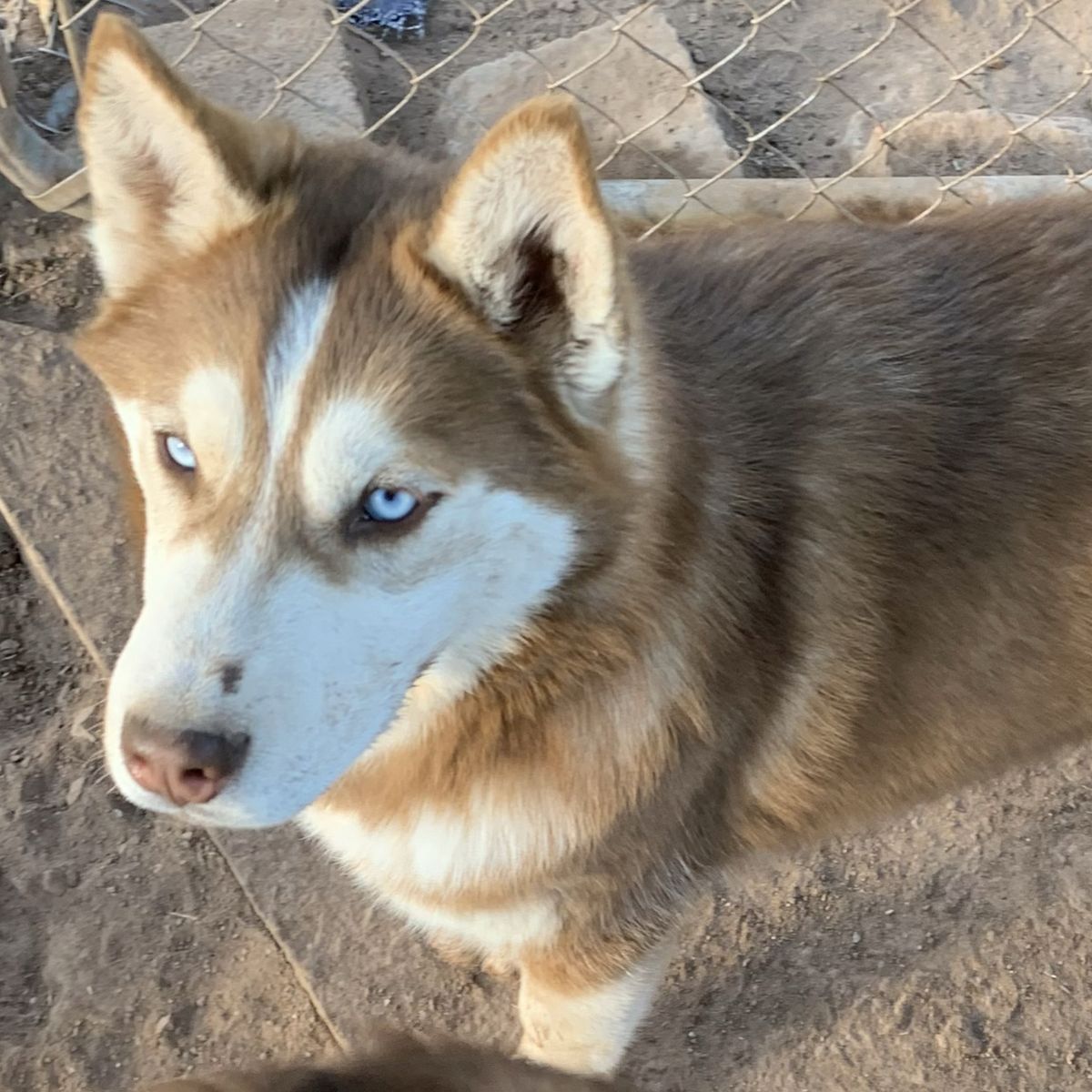 Red/Brown Siberian Husky Female