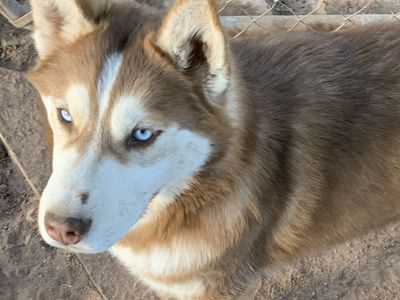 Red/Brown Siberian Husky Female