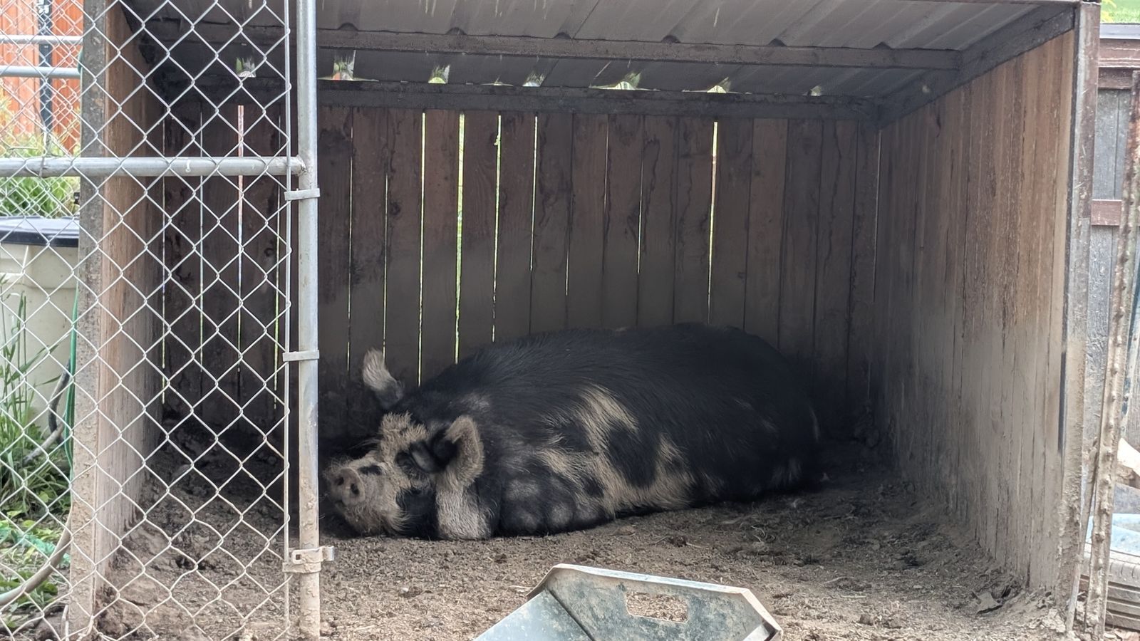 Free boar