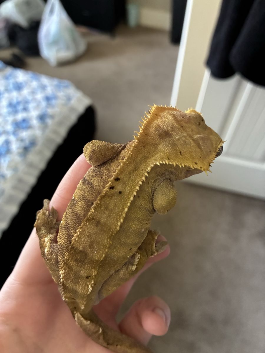 Proven Female Crested Gecko
