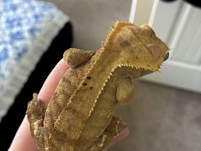Proven Female Crested Gecko