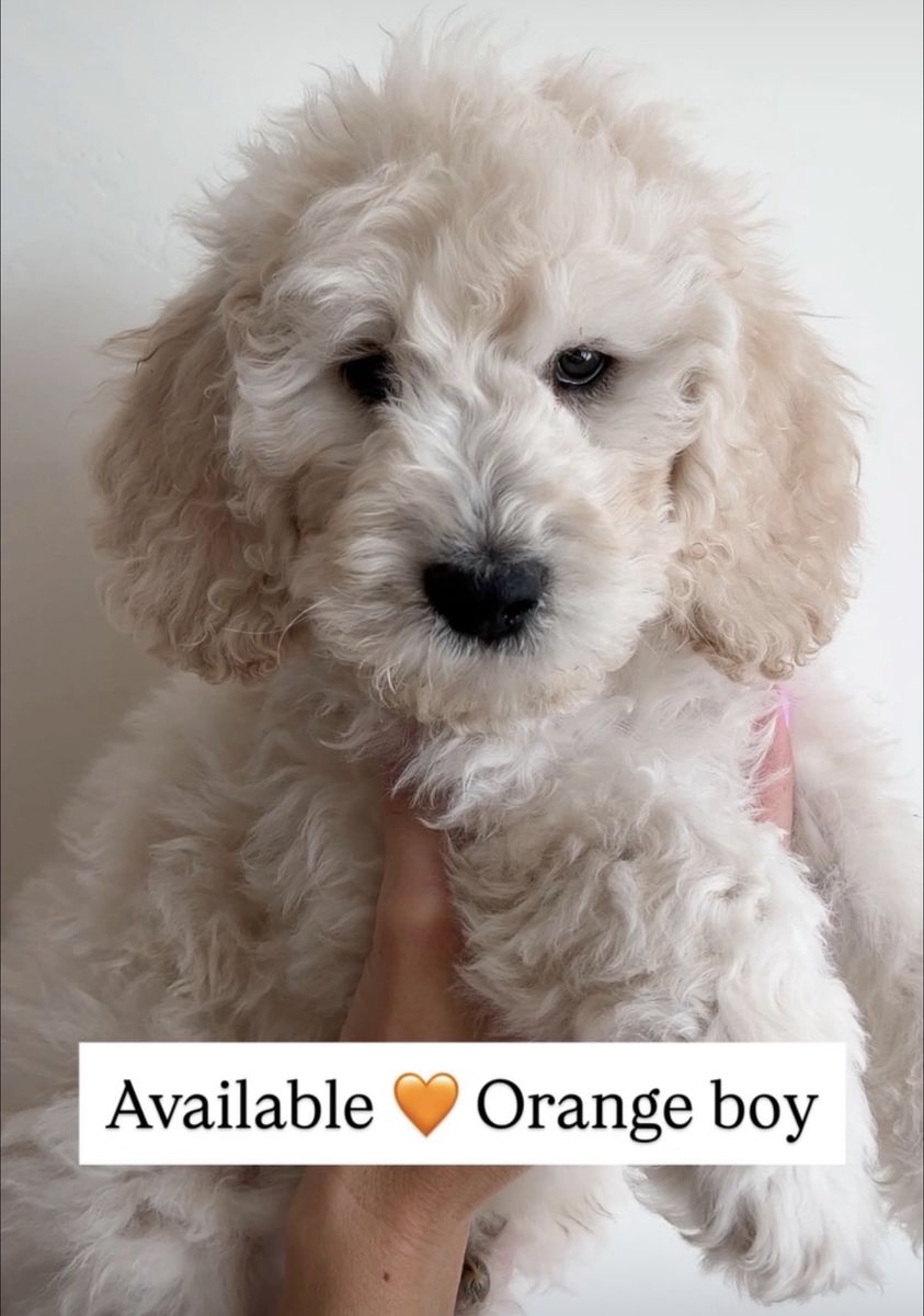 Goldendoodle Puppies • Ready This Weekend • Boys & Girls Available