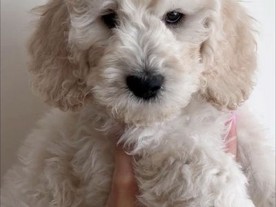 Goldendoodle Puppies • Ready This Weekend • Boys & Girls Available