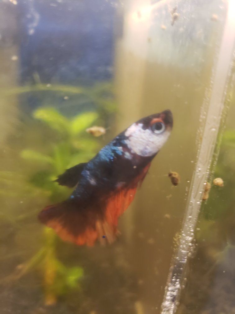 import halfmoon Betta females