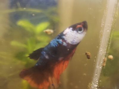import halfmoon Betta females