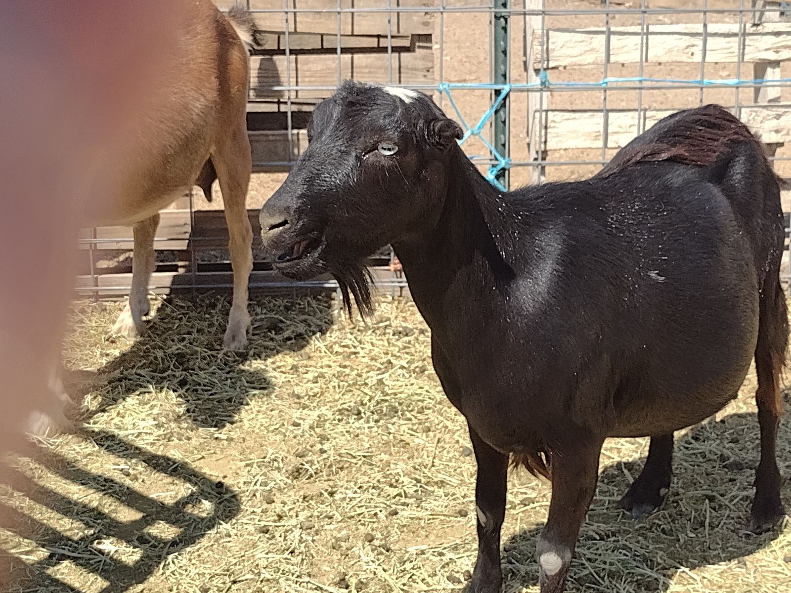 Mixed breed mini doe in milk $350