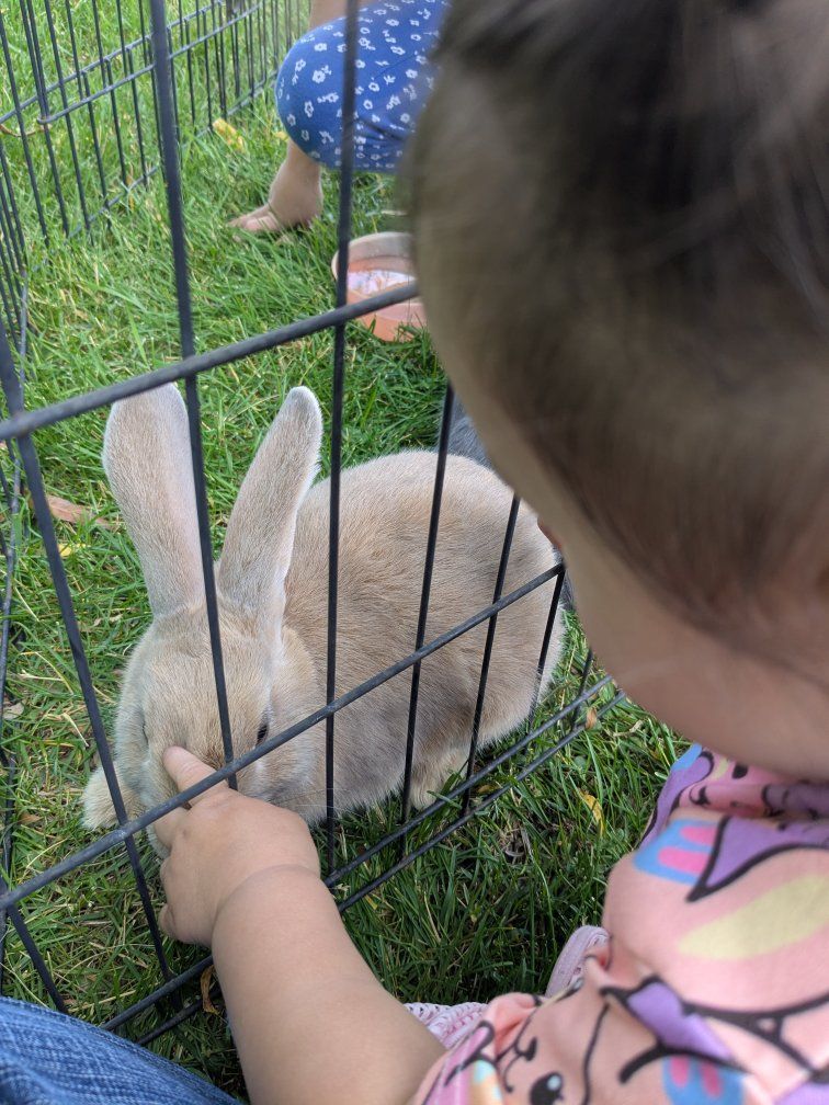 Holland Lop/New Zealand Bunnies - Various Colors - Adorable & Playful Pet Rabbits