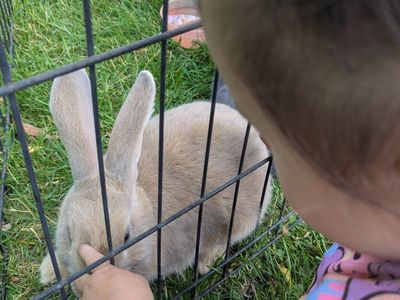 Holland Lop/New Zealand Bunnies - Various Colors - Adorable & Playful Pet Rabbits