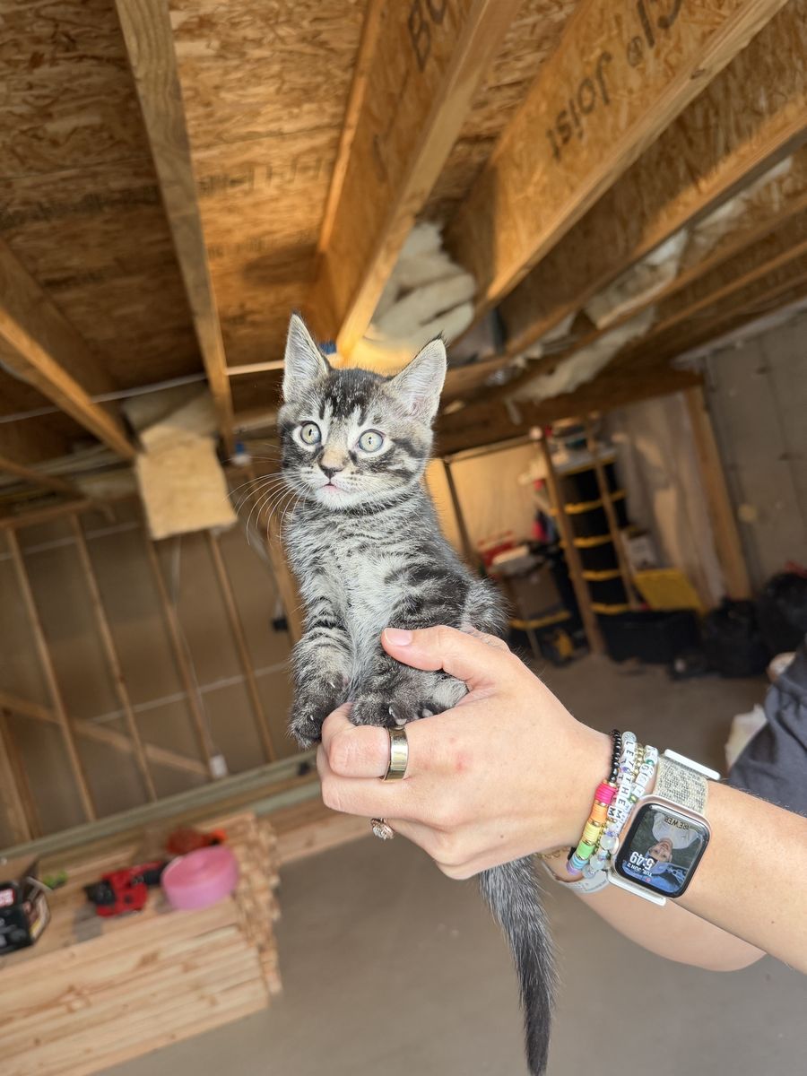 Tabby Kittens - 12 Weeks Old, Litter Trained, All Male