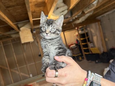 Tabby Kittens - 12 Weeks Old, Litter Trained, All Male