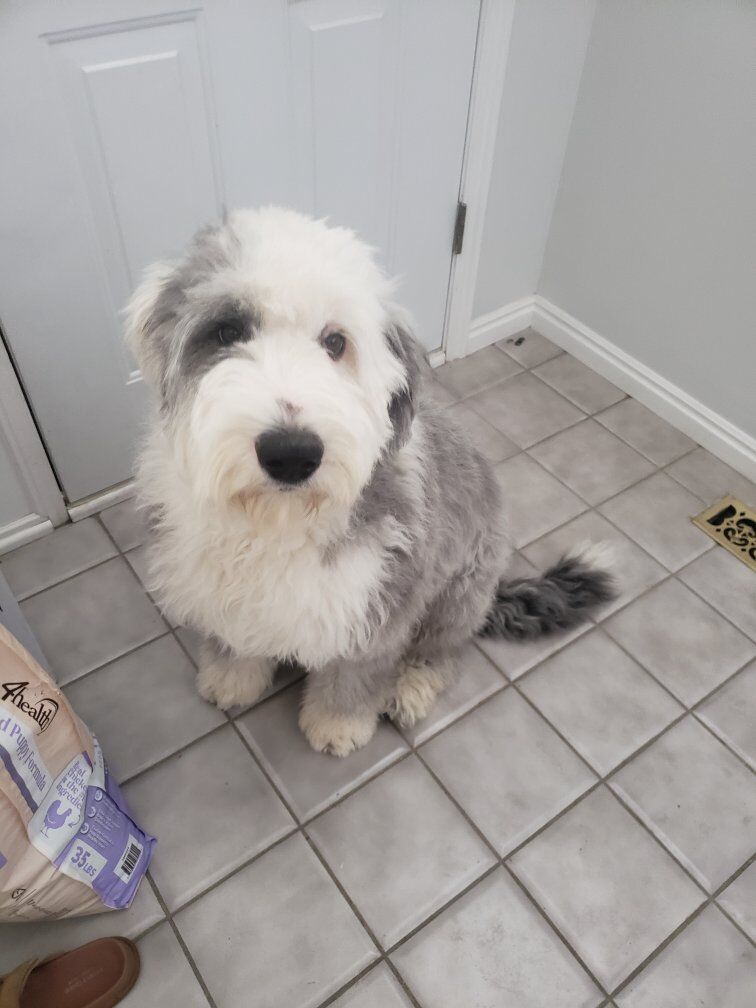 Old English Sheepdog *Stud Only*