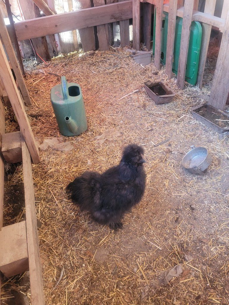 Black Silkie Chicken - Fluffy, Friendly Fowl