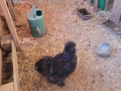 Black Silkie Chicken - Fluffy, Friendly Fowl