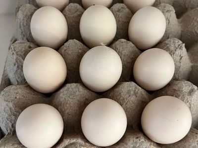 Fertilized Silkie Chicken Hatching Eggs