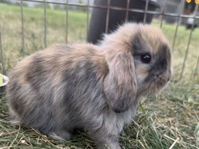 Purebred Holland Lop